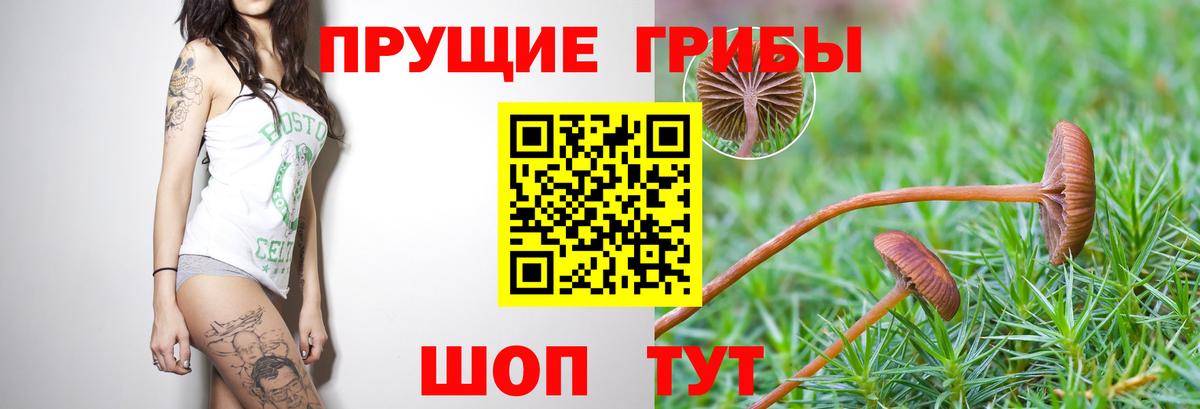 Галлюциногенные грибы Psilocybine cubensis  Вход с VPN  Галлюциногенные грибы мицелий  Ефремов 